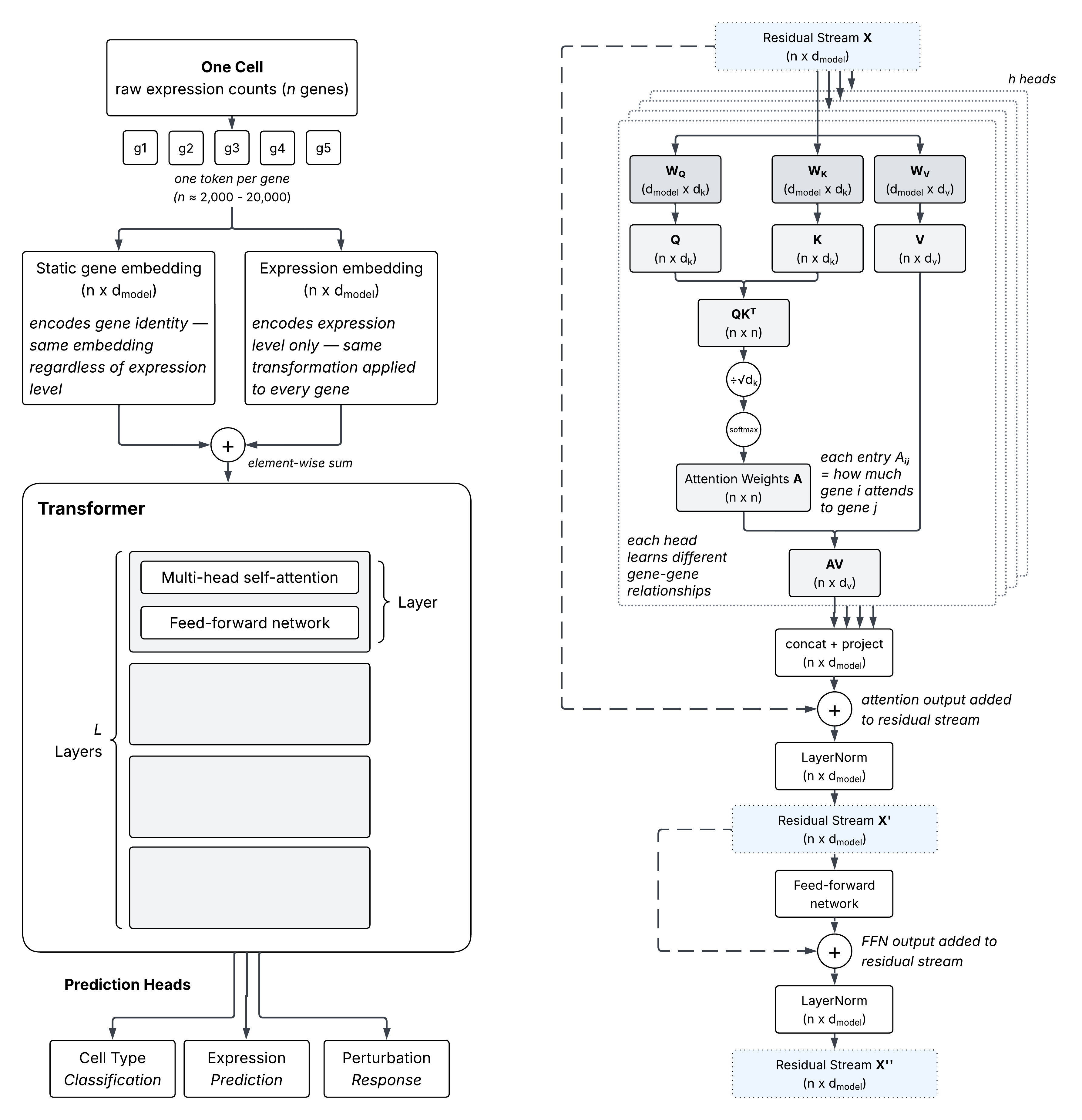 Overview of single-cell foundation models and attention mechanisms