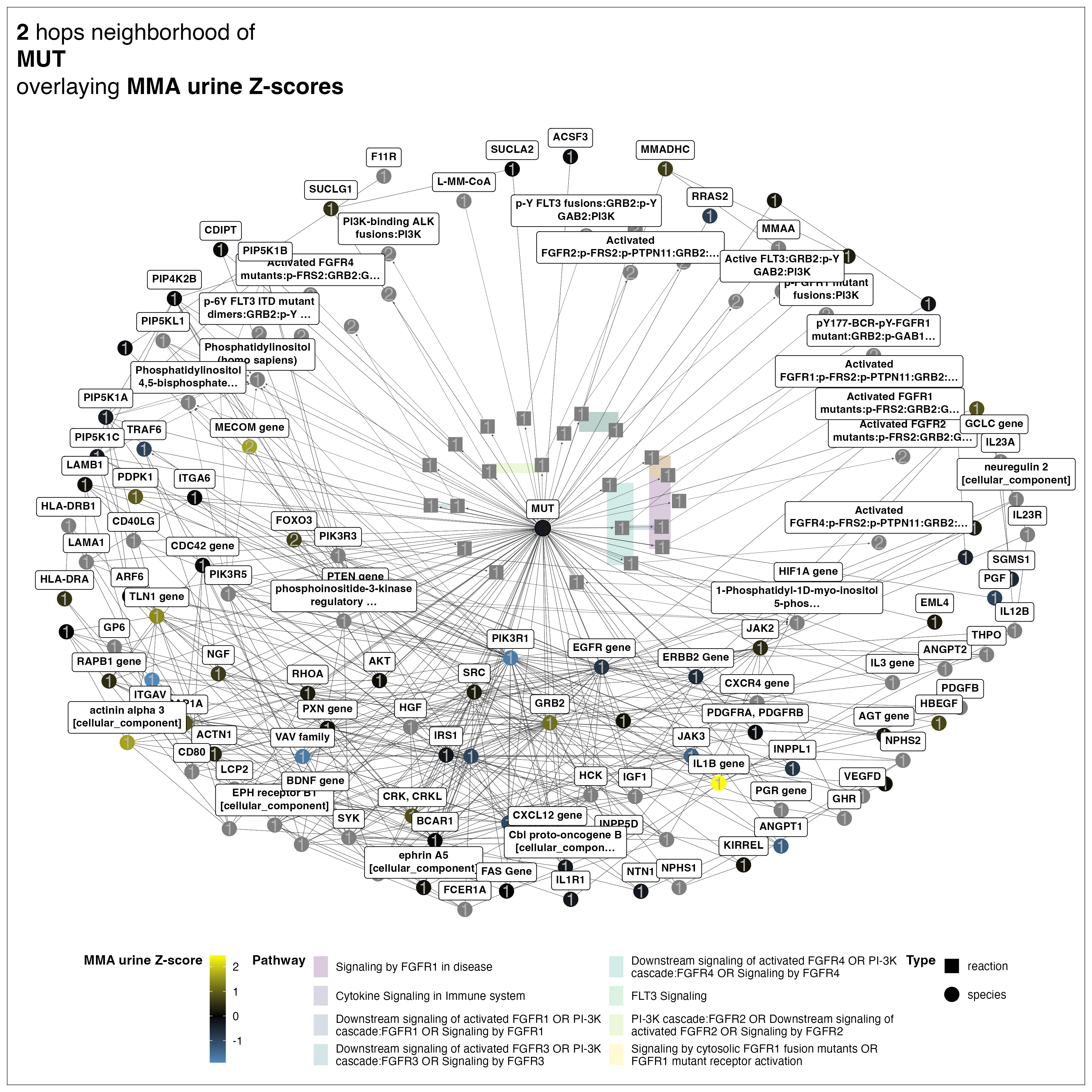 Network visualization of the local molecular neighborhood of MMUT