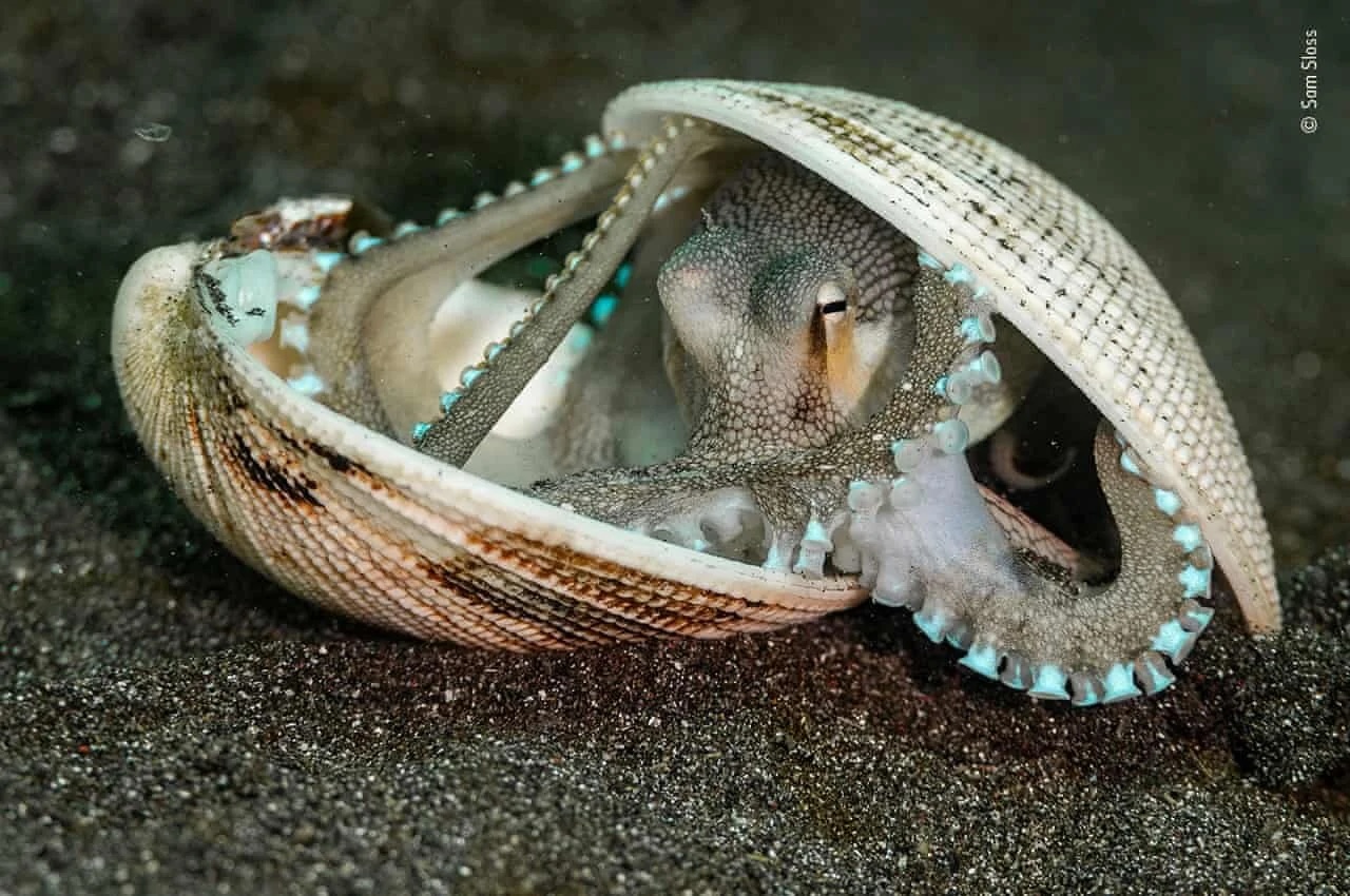 Photo of a shell-stealing octopus